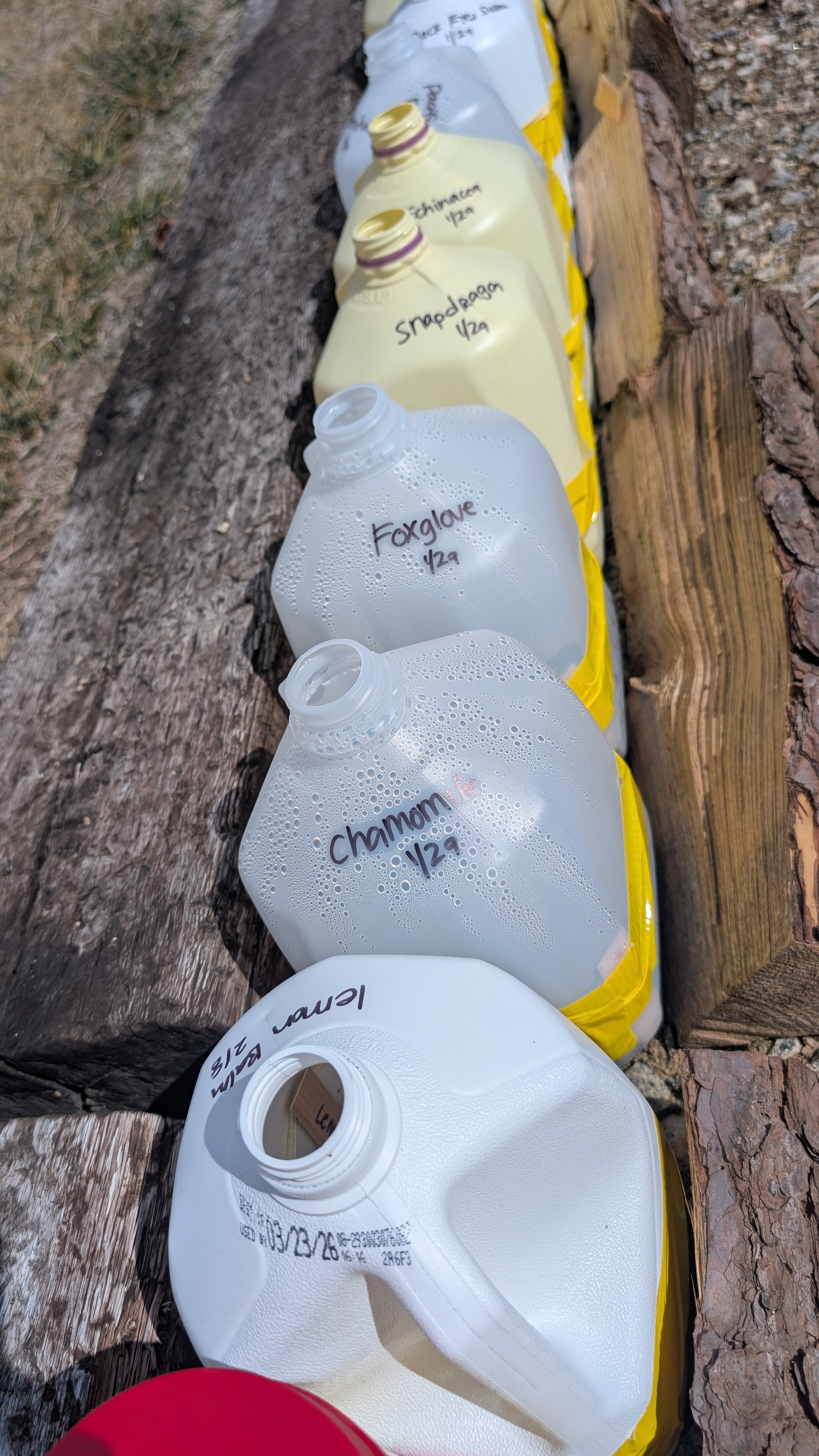 Close-up of labeled milk jugs lined up for winter sowing — foxglove, chamomile, lemon balm
