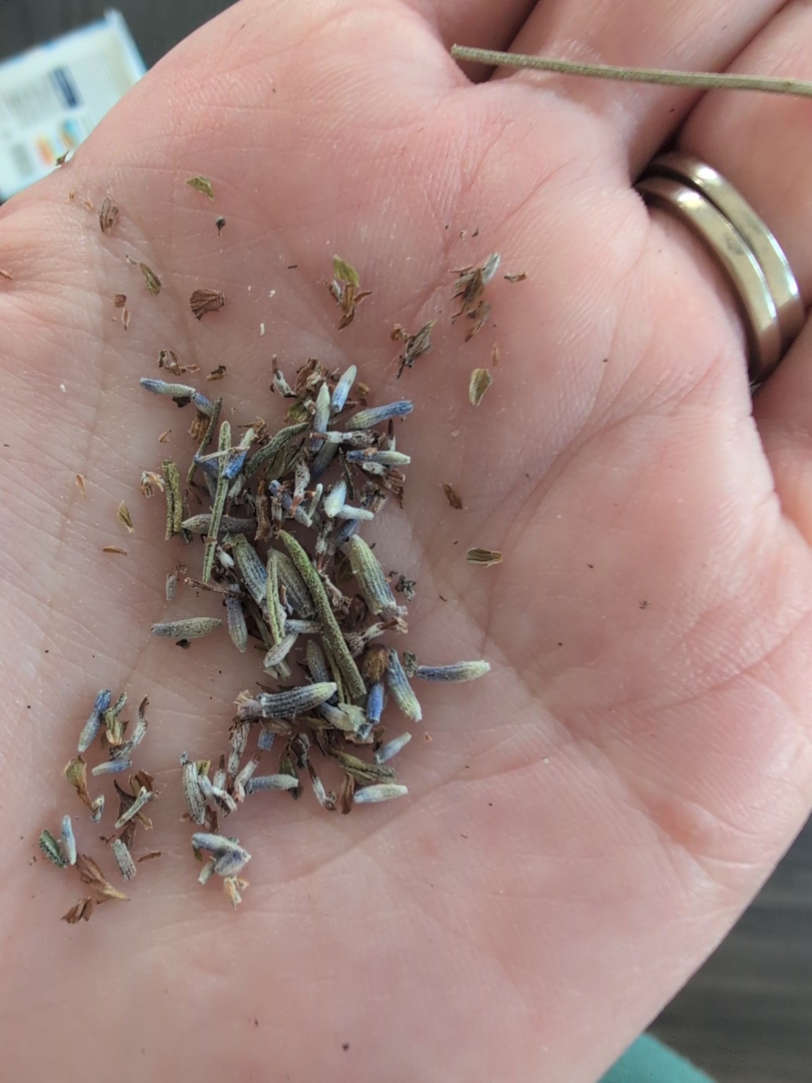Lavender seeds in the palm of a hand